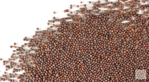 Mustard Seeds, Packaging Type : Jute Bag, Plastic Bag