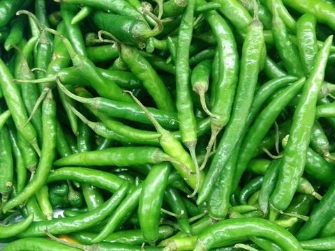 Organic Green Chili, For Cooking, Packaging Type : Gunny Bag