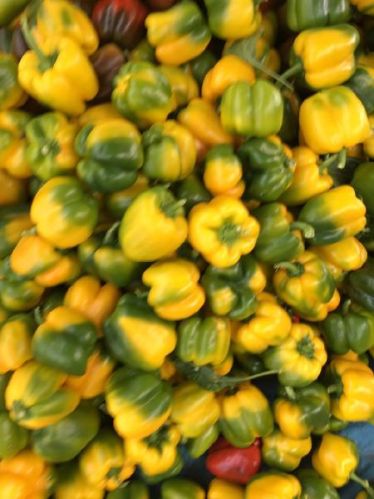 Fresh Capsicum, Country of Origin : India
