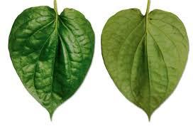 Organic Fresh Bangla Betel Leaves, Color : Green