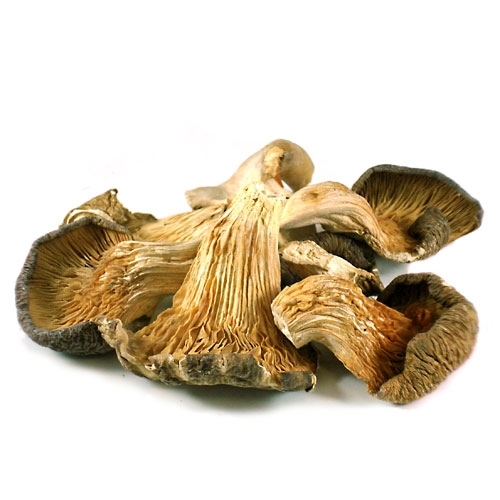 Dry Oyester Mushroom, Shelf Life : 6 Months