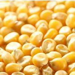 Organic Human Consumption Yellow Maize, Packaging Type : Plastic Pouch, PP Bag, Vaccum Pack