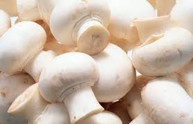 Organic Milky Mushroom, For Cooking, Packaging Type : Plastic Bag, Sack Bag