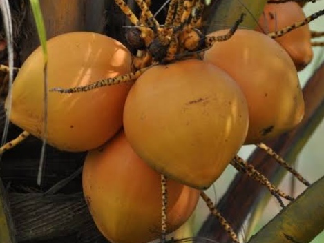 Red Tender Coconut, Feature : Good For Health, Non Harmful