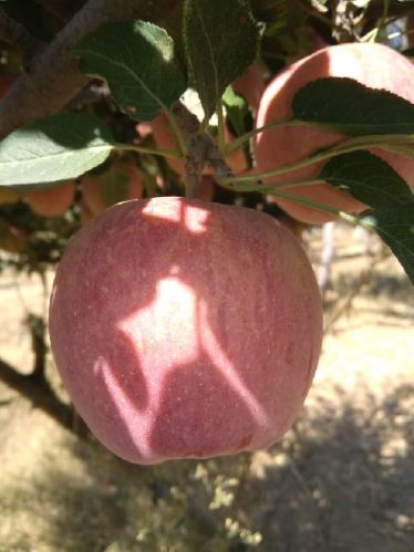 Apples, Grade : Frist Grade