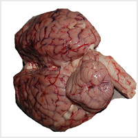 Buffalo Brain Meat, For Hotel, Restaurant, Feature : Delicious Taste, Fresh