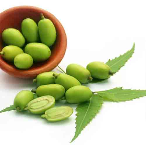Organic Fresh Neem Seeds, For Cosmetic, Medicine, Grade : Superior