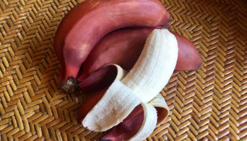 Common Red Banana