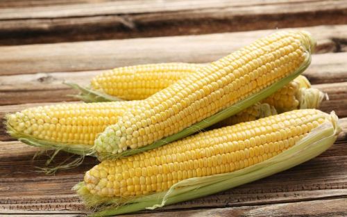 Common Yellow Corn, Style : Dried, Fresh, Frozen