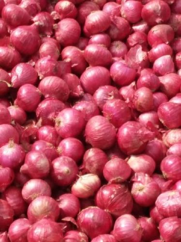 Organic Onion, For Cooking, Packaging Type : Jute Bags, Plastic Bags