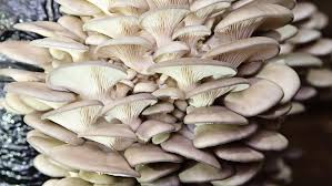 Oyster Mushroom