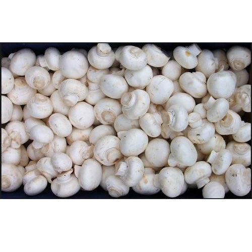 Organic Fresh Button Mushroom Spawn, Shelf Life : 3 Months