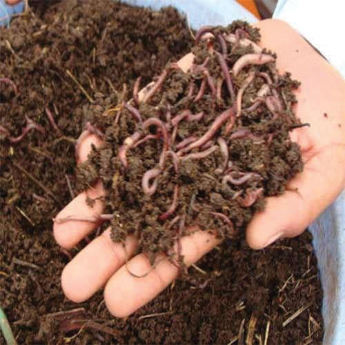 Vermicompost Fertilizer, Purity : 99%