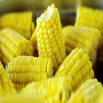 Common Fresh Yellow Corn, Style : Dried