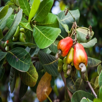 ASIATIQUE Raw Cashew, Packaging Type : Jute Bags