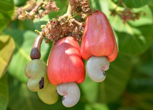 Raw Cashew