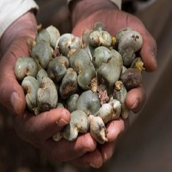 Common Raw Cashew Nuts, Certification : Phytosanitary Certificate