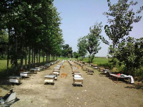 Raw Honey, For Foods, Feature : Digestive, Pure, Organic, Longer Shelf Life, Healthy, Freshness