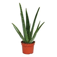 Aloe Vera Plants