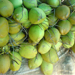 Natural tender coconut, Packaging Type : Green