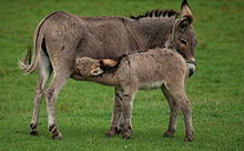 Donkey Milk, Packaging Type : Plastic Can, Plastic Pouch