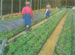 Plasticulture Mulch Film