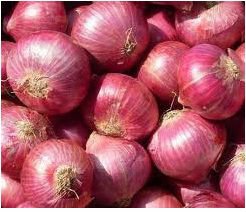 EXPIM OVERSEAS Common Onion