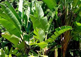 Banana Leaf Extract, Packaging Type : Drum