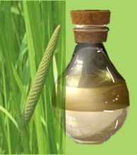 Calamus Absolute Oil