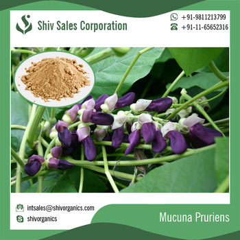 Mucuna Pruriens Extract, Form : Powder