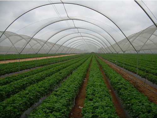 Agricultural Shade Nets, Brand Name : Sona Agro Tex