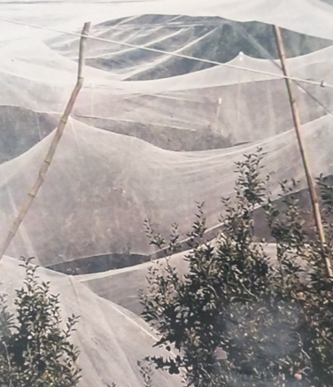 Polyethylene 70 GSM /sq. Mtr Anti Hail Net, Technics : Machine Made