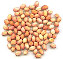 Groundnut Kernels