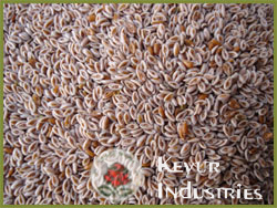 Psyllium Seed, Color : Light Brown To Moderate Brown