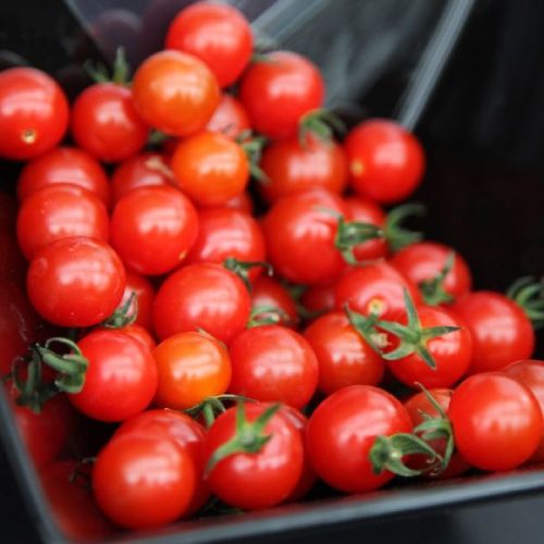 Organic Fresh Tomato, Color : Red