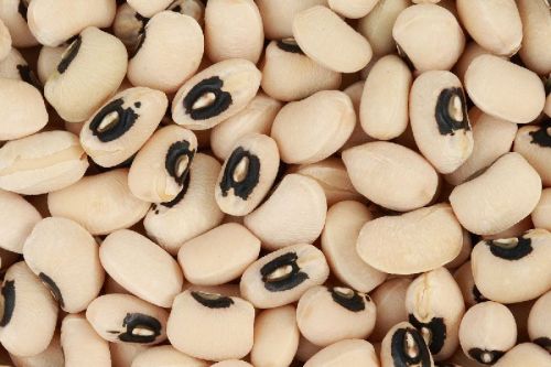 Organic Black Eyed Beans, Packaging Type : Bulk