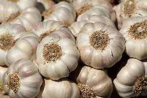 Fresh Garlic, Packaging Size : 5kg, 10kg, 20kg, Etc.