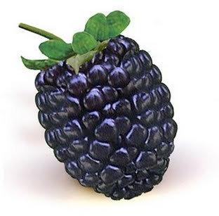 Fresh Blackberry