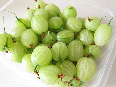 Fresh Gooseberry