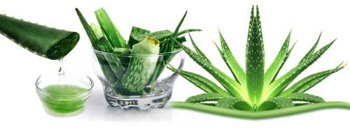 Aloe Vera Large Plant, Color : Green