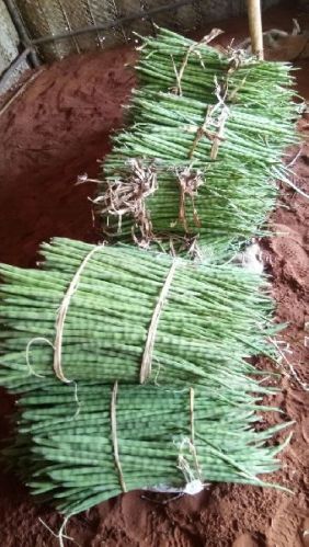 Organic Fresh Cluster Beans, Color : Green