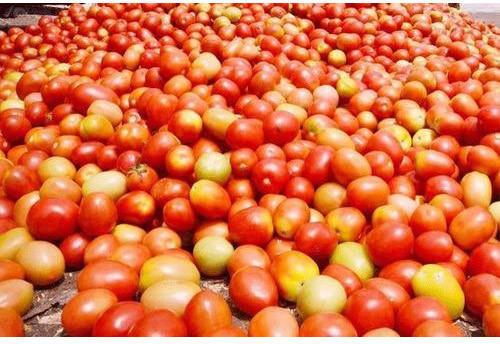 Organic Fresh Tomato, Color : Red