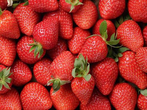 Organic Fresh Strawberry