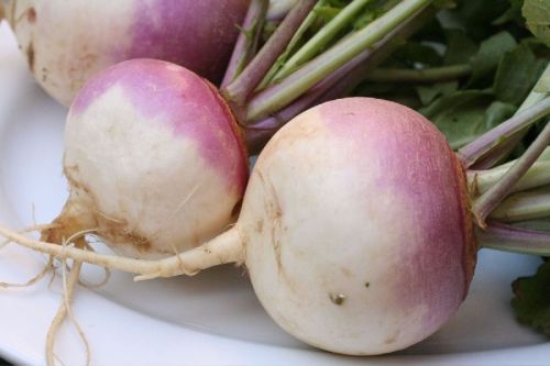 Organic Fresh Turnip