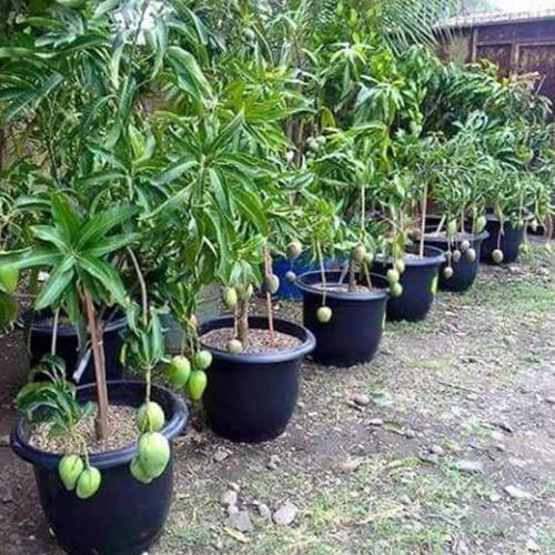 Mango Plant