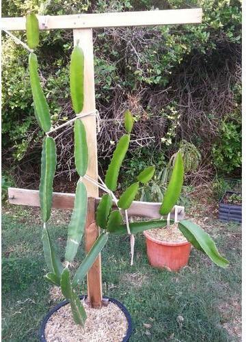 Red Dragon Fruit Plant