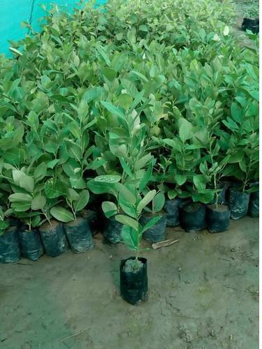 Seedless Lemon Plant, Packaging Type : PP Bag