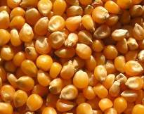 Yellow Maize