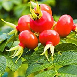 Rose Hip Oil