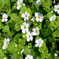 Organic Brahmi Herb